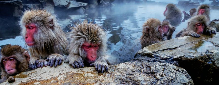 遇到野牛该如何保护自己,遇到美洲野牛怎么办