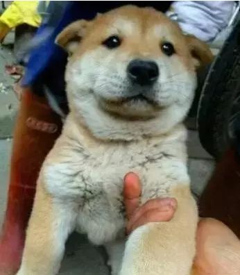 十大最忠诚的狗狗排行榜,十大最好养最忠诚的狗狗