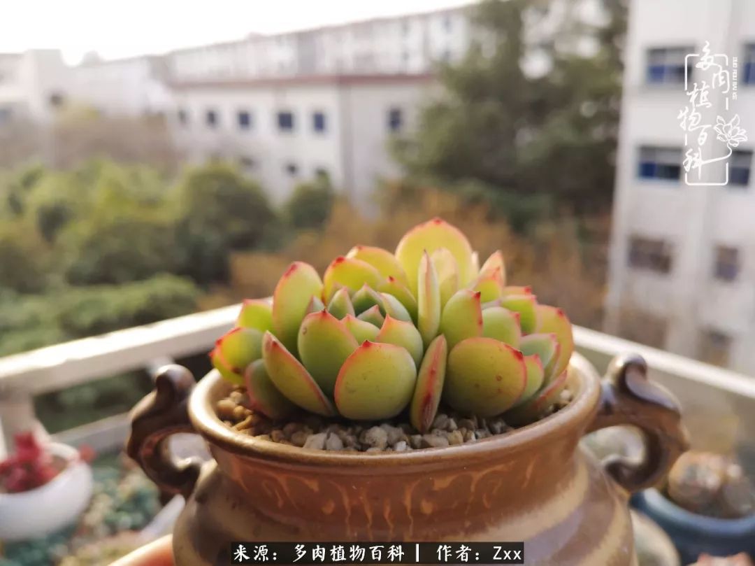 多肉怎么才能养得又美又胖,多肉的特点20个字