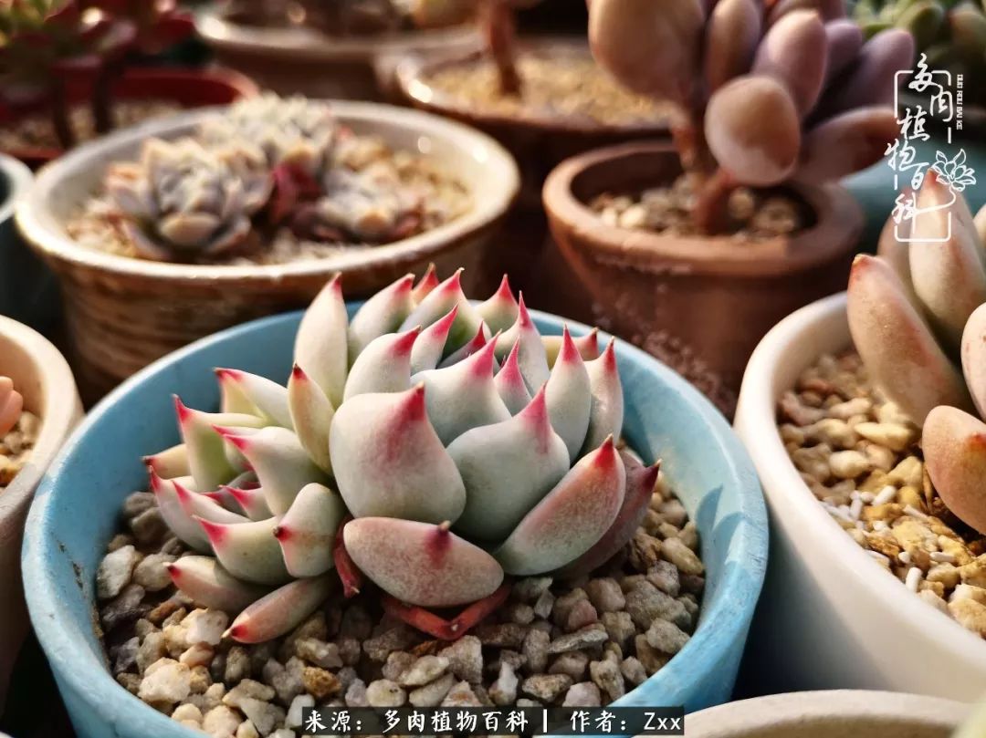 多肉怎么才能养得又美又胖,多肉的特点20个字