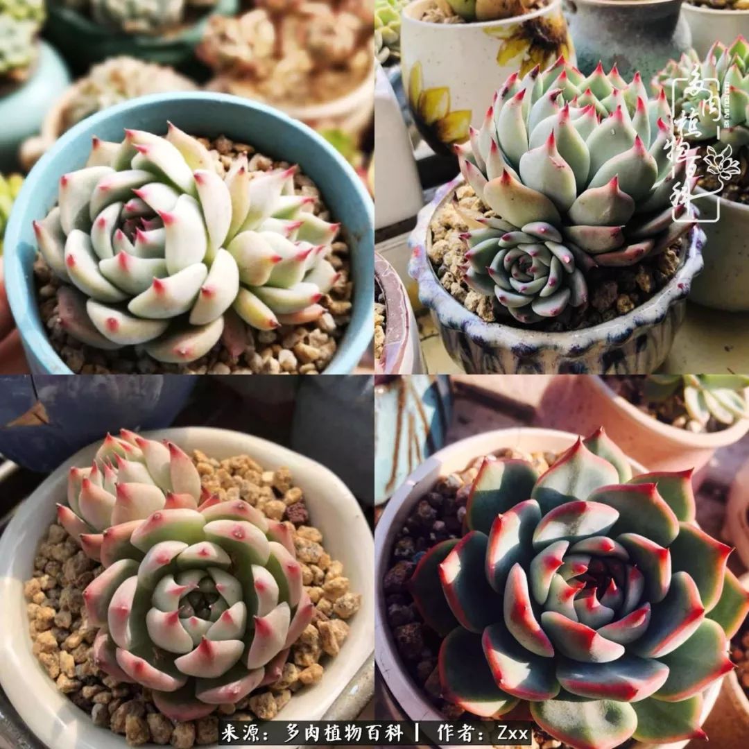 多肉怎么才能养得又美又胖,多肉的特点20个字