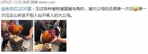 天津四大神兽,遛狗遛猫哪个容易