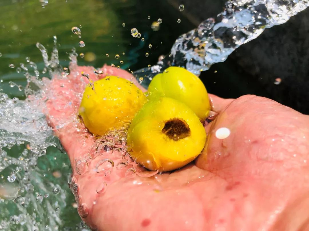 果期仅15天，*安泰**半野生珍珠杏！一口咬下满满桂花香，从牙齿蜜甜到腰！|吃货精选