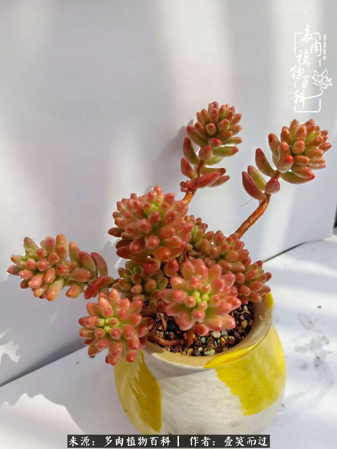 跌入神坛的多肉,跌入凡间的精灵舞蹈完整版