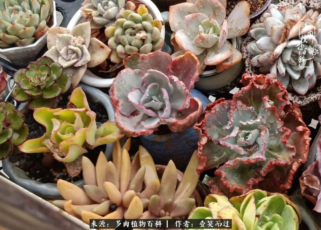 跌入神坛的多肉,跌入凡间的精灵舞蹈完整版