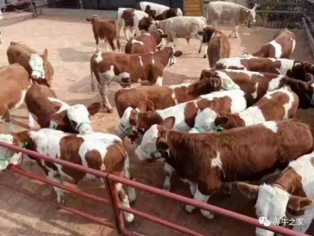 养牛的朋友们,养牛推荐看的书