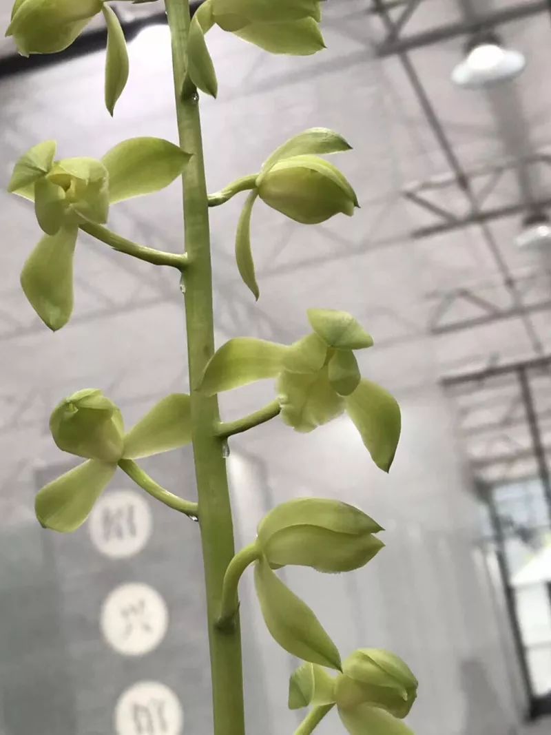 兰花总是黄叶干枯怎么办,兰花一浇水叶子就发黄怎么办