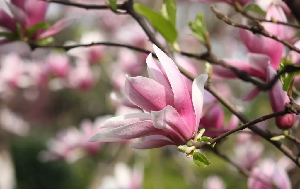 弥勒美食必吃推荐,云南弥勒美食野生菌