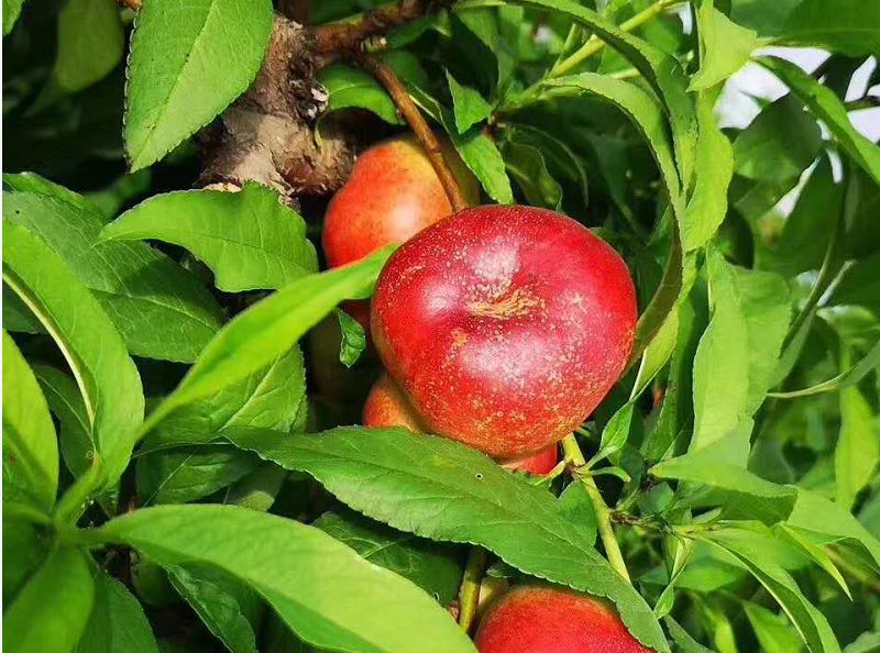 18°甜的人间“仙桃！轻轻一咬，汁水肆意流淌，一口气能吃10个！｜吃货精选