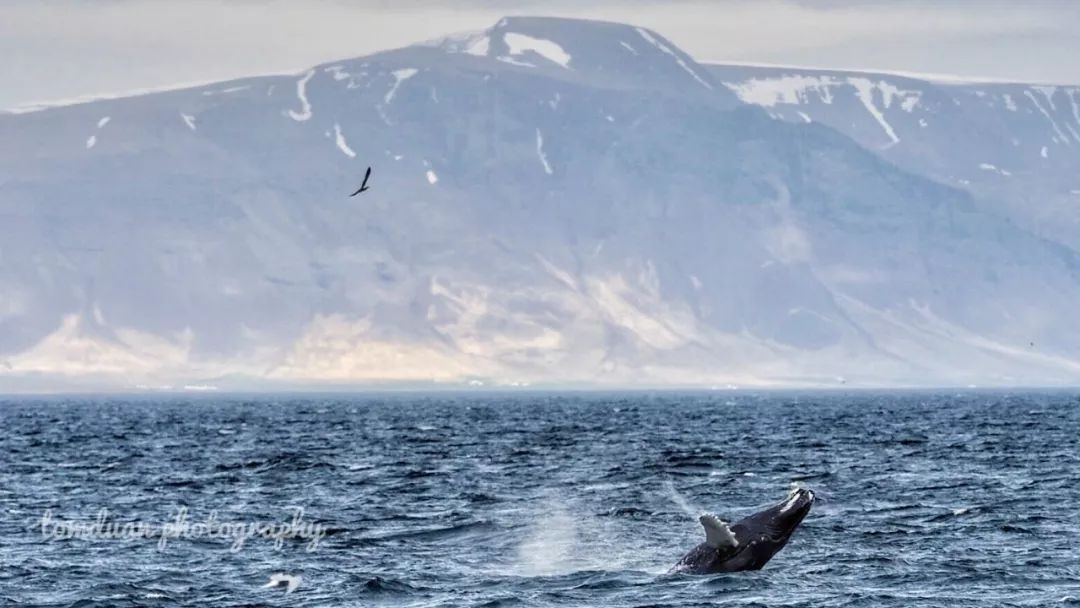 这些都是，我想在罗弗敦群岛做的事