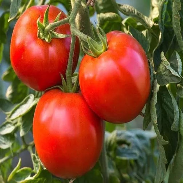 果期仅15天，*安泰**半野生珍珠杏！一口咬下满满桂花香，从牙齿蜜甜到腰！|吃货精选