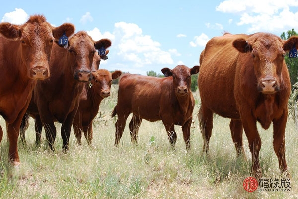 1973年属牛女未来10年的婚姻状况,1973年属牛女一生婚姻能够顺利吗
