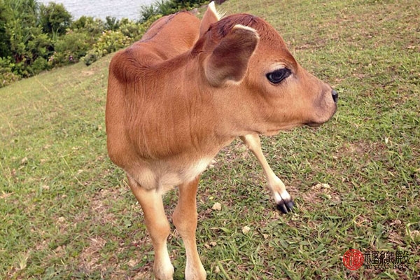 87年属兔男和85年属牛女婚姻如何,85年属牛男与92年属猴女婚姻怎样