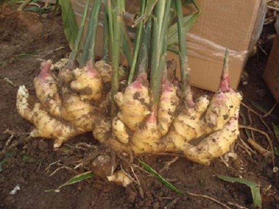 最新生姜种植技术简易地窖储存姜,种植生姜用老姜还是嫩姜