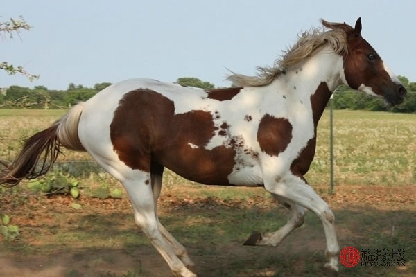 78年属马后半生婚姻,78年属马和属羊婚姻