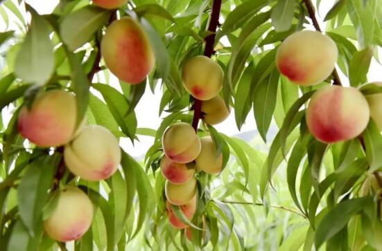 桃子吃多了是不是容易上火,桃子吃多了会怎么样