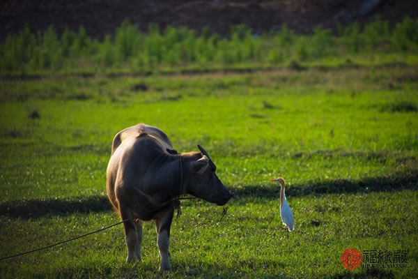 85年属牛的人会影响属牛的好运吗,85年属牛的和97年属牛婚姻相配吗