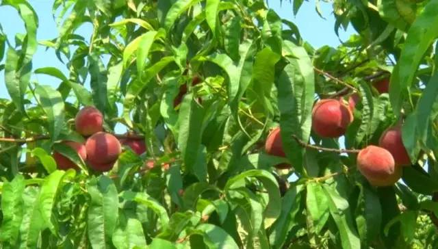 泌阳老品种桃子成熟了,息烽哪些地方桃子成熟了