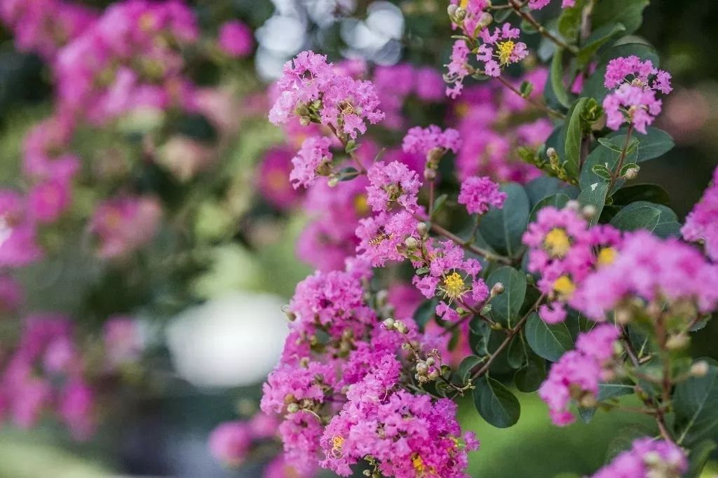 滨江区白马湖,白马湖的传说