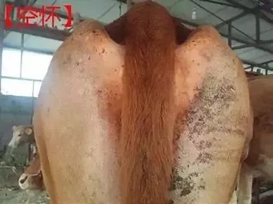 看牛眼知牛病,看牛鼻识别牛病