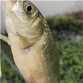 京东方a股吧最新消息,京东方A股吧