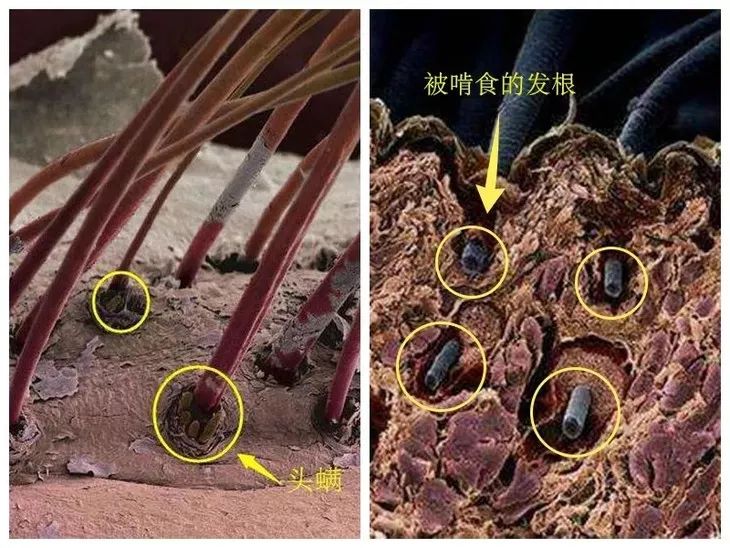 你的头发一天一次还长吗,你的头发那么长不会掉下来吗