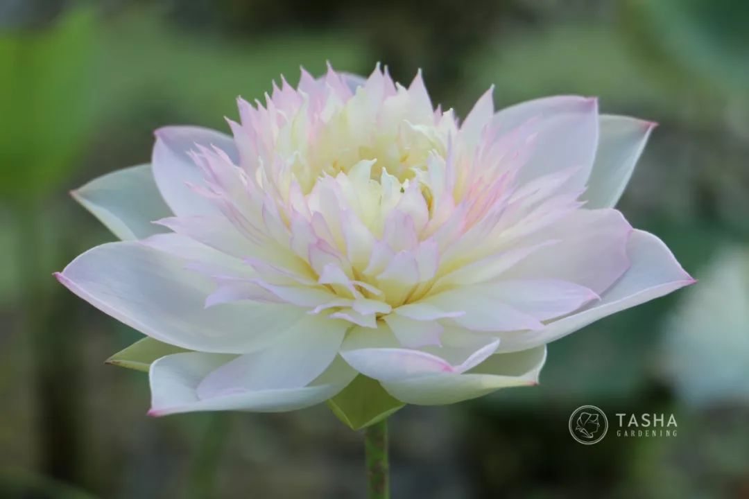 碗莲出现僵苗怎么补救,碗莲烂茎发黑怎么办