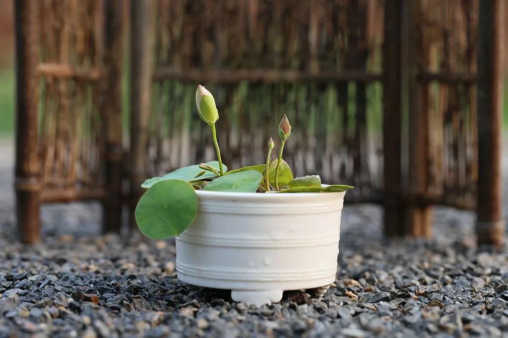 碗莲出现僵苗怎么补救,碗莲烂茎发黑怎么办