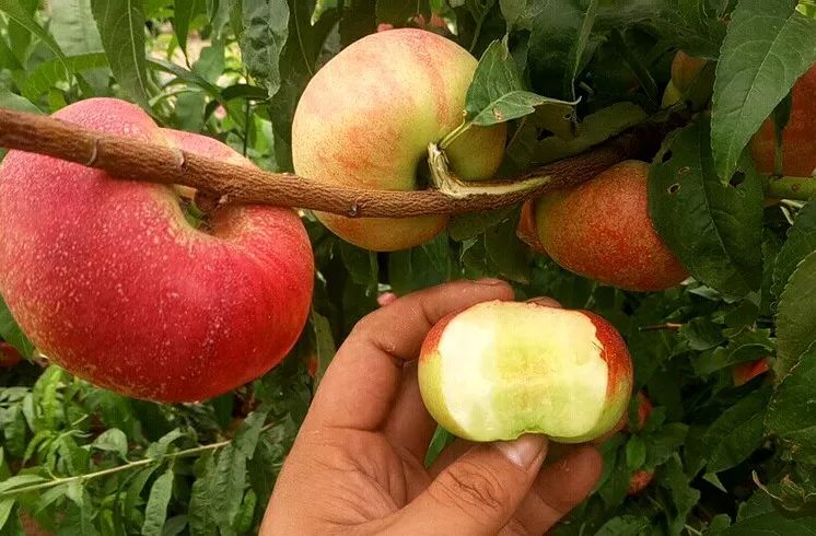 18°甜的人间“仙桃！轻轻一咬，汁水肆意流淌，一口气能吃10个！｜吃货精选