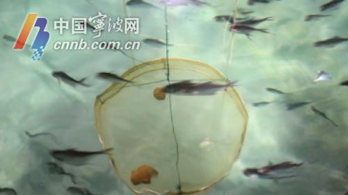 银鲳人工养殖,东海银鲳养殖