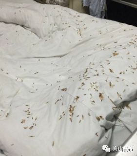 白蚁飞进屋子里怎么处理,白蚁飞进家里多久会繁殖