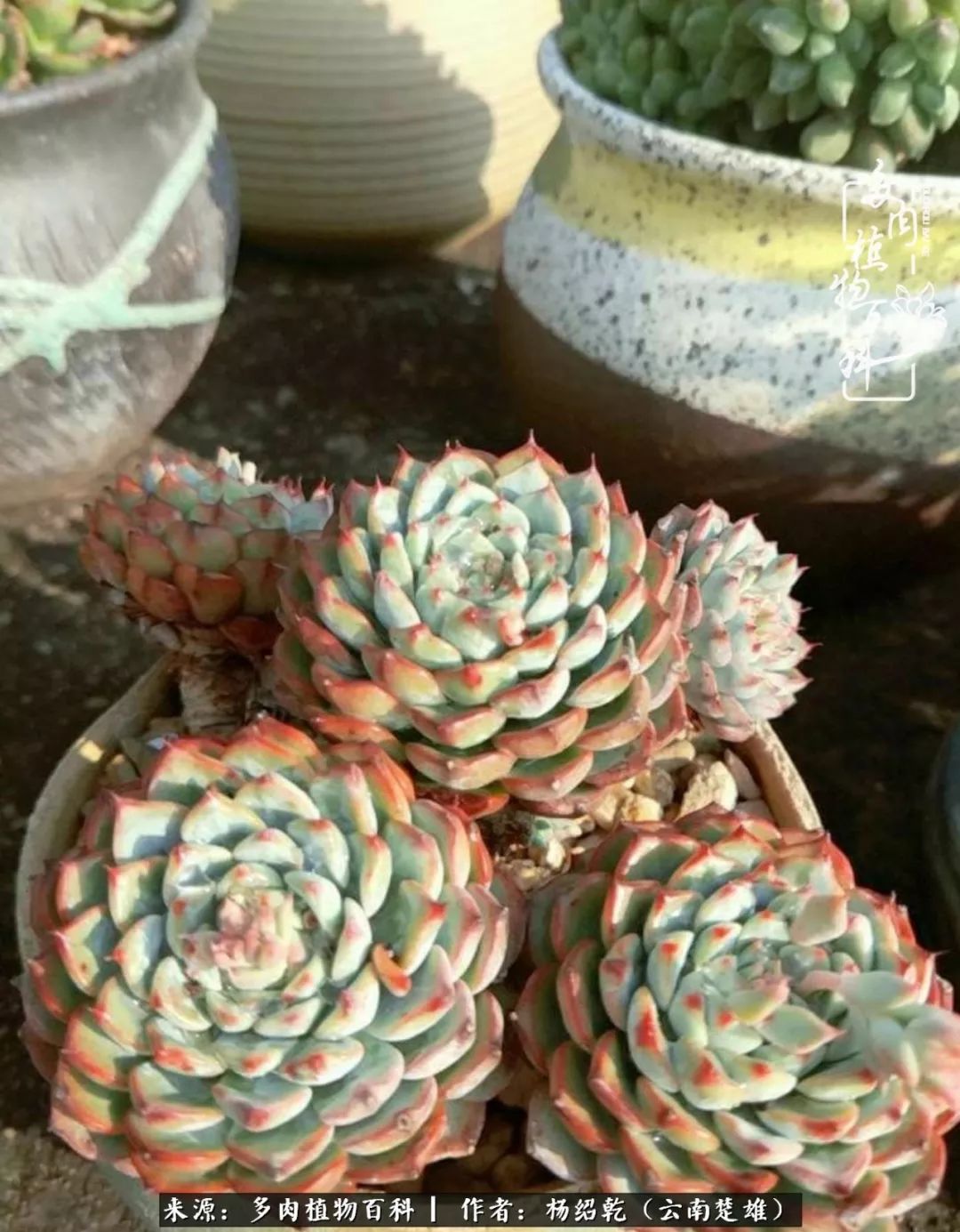 梦中的多肉植物,梦中的多肉花园图片