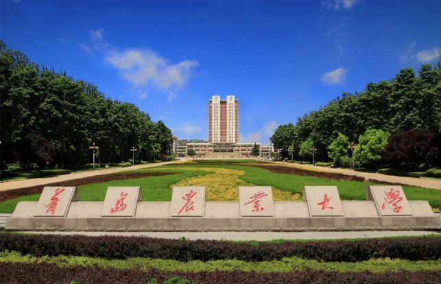 千万不要来青岛读大学，因为...