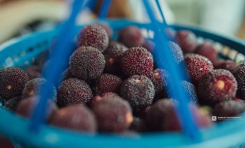 这座跟着周杰伦空降热搜的杨梅味小城，休渔期也能让你吃得满嘴鲜