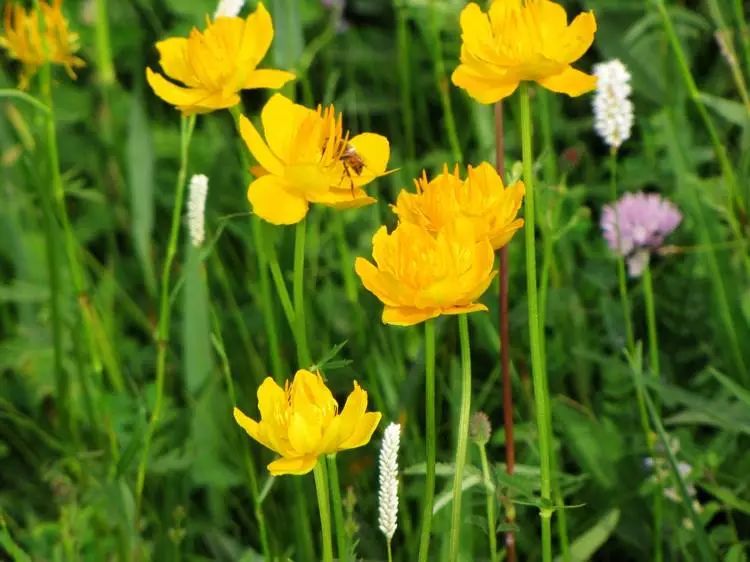 旅发大会沽源,张家口沽源旅发大会