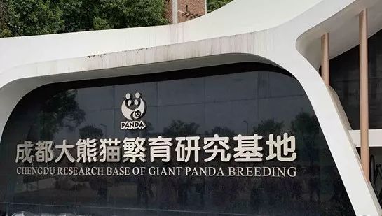 怀孕的你，就是家人眼中最尊贵的大熊猫