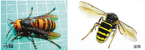 遭遇马蜂的自救法,遭遇马蜂袭击怎么办