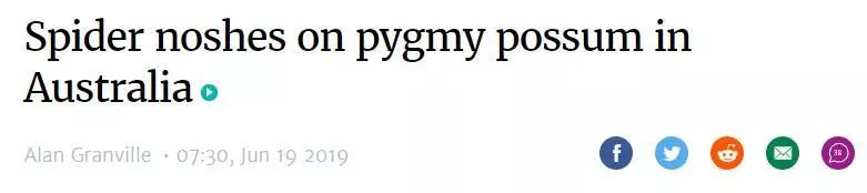 澳大利亚现巨型蜘蛛,澳大利亚巨型蜘蛛在哪出现