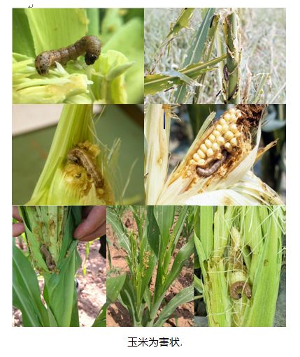 草地贪夜蛾识别与应急防治技术挂图