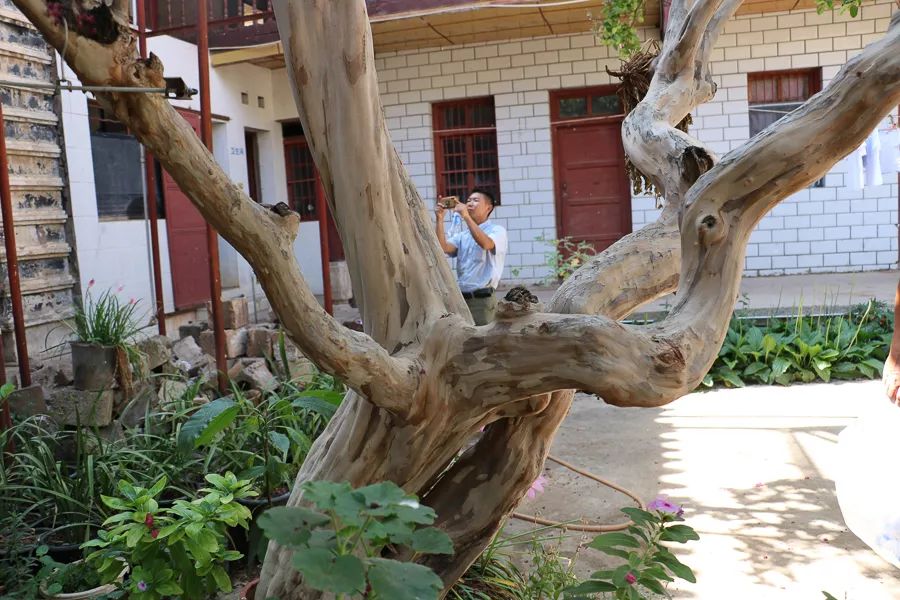 「人文宾川」古院沧桑，古树依然，这里的“花海”盛开在六月——李氏宗祠火把花