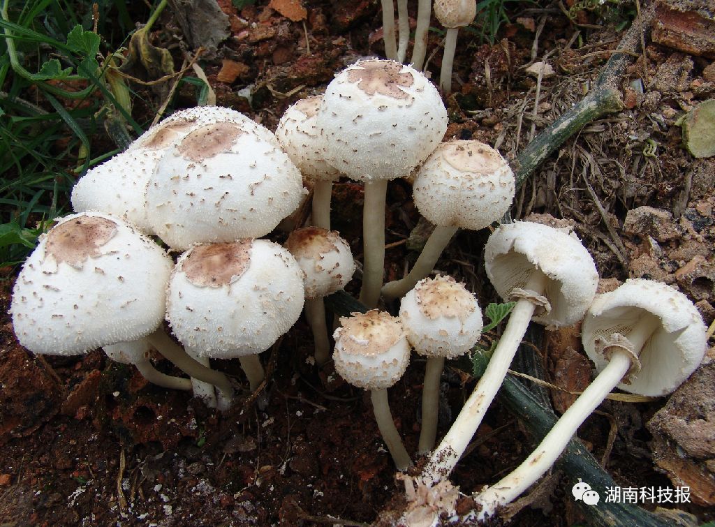 误食毒蘑菇的症状,误食毒蘑菇临床表现