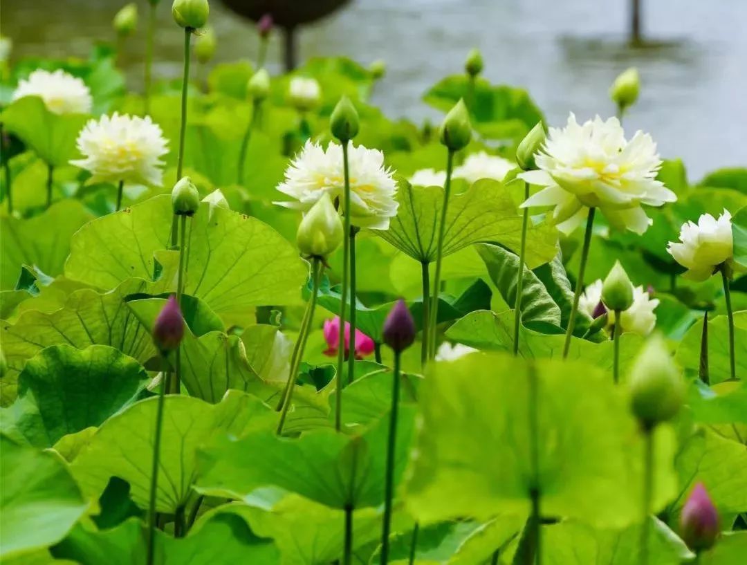 小荷已露尖尖角！陕西这5个清新荷塘雨中沁香，朦胧又诗意~