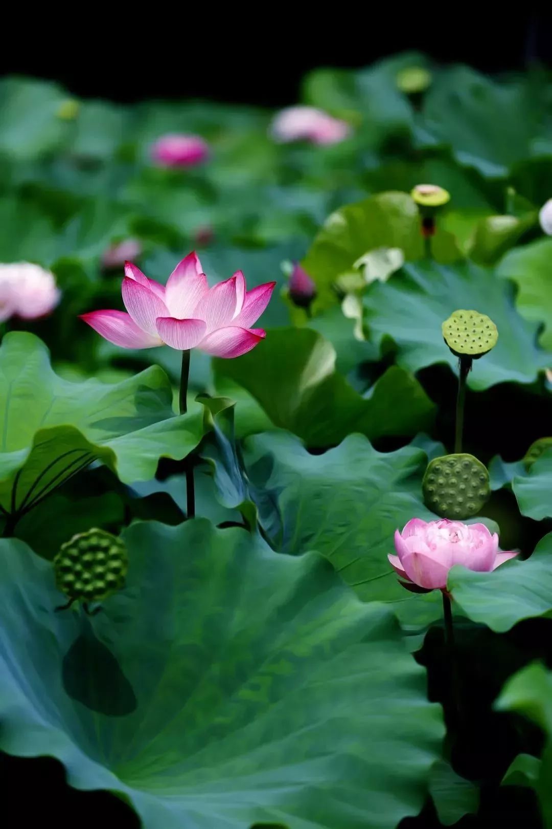 小荷已露尖尖角！陕西这5个清新荷塘雨中沁香，朦胧又诗意~