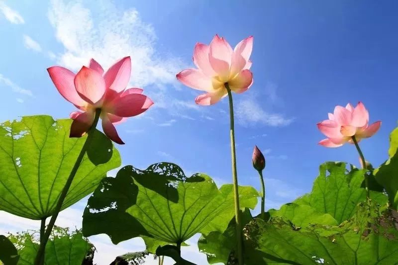 醉美荷花季,醉美荷花花海图片