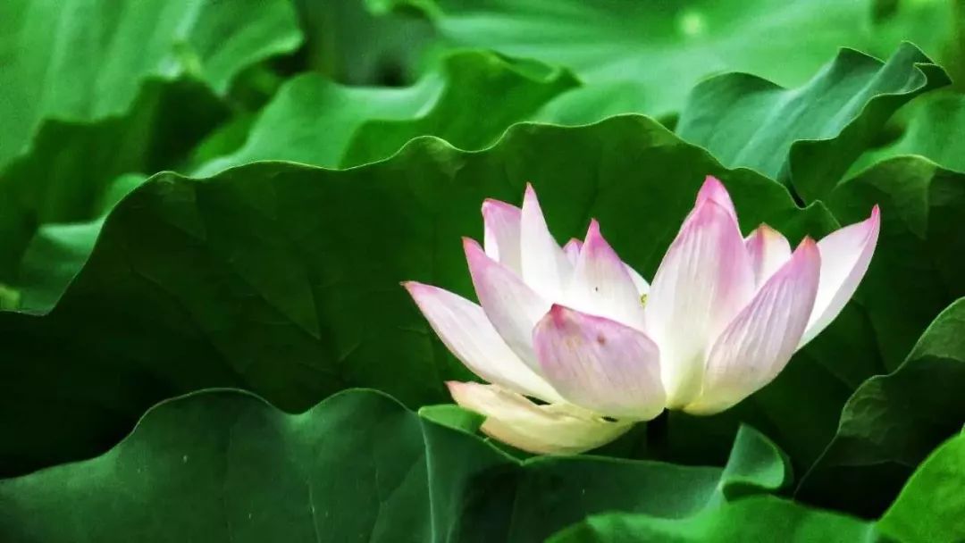 醉美荷花季,醉美荷花花海图片