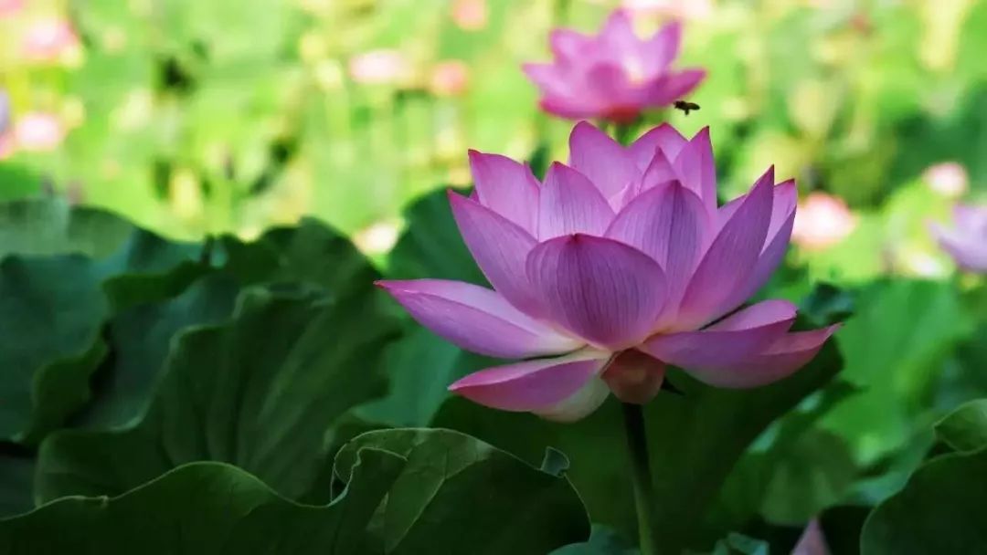 醉美荷花季,醉美荷花花海图片