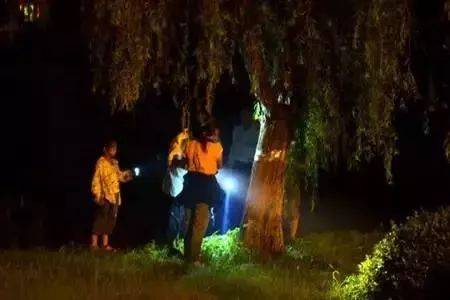 淮阳抓爬蚱,河南的爬蚱壳多少钱一斤