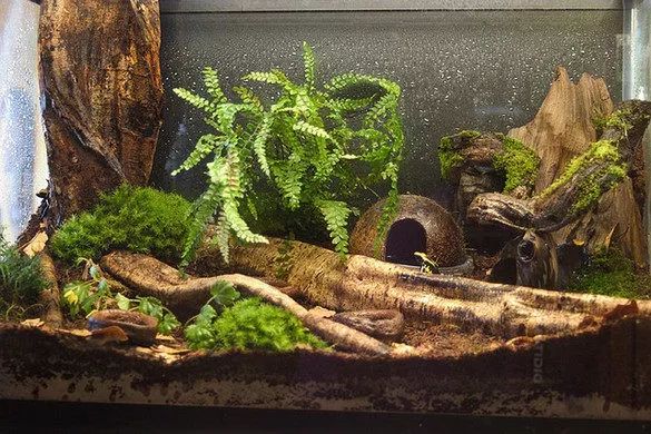 雨林缸小朋友,在家造了个雨林