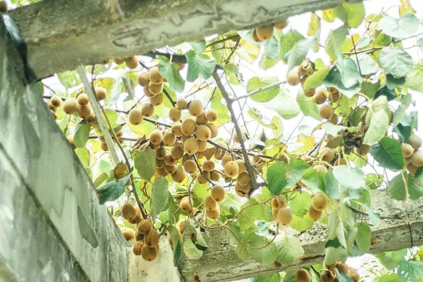 来武汉读书第一年,来武汉上大学的理由