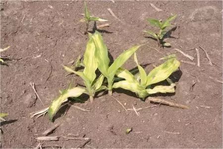 玉米错喷了草甘膦还能补救吗,玉米喷错药了怎么补救